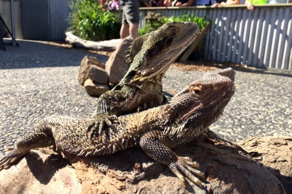 Australian Wildlife Displays